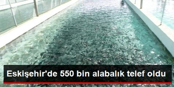 Eskişehir de 550 Bin Alabalık Telef Oldu