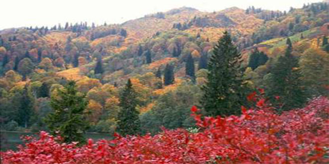 Yok Olduğu Sanılan Bitki Tunceli de Tespit Edildi