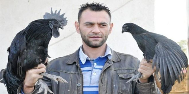 Aksaray da 15 Bin Dolarlık Horoz ve Tavuk Satın Aldı