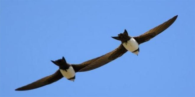 Ağrı da Suna ve Angıtların Göçü Başladı