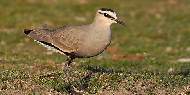 Anadolu nun Sürmelileri Tehdit Altında