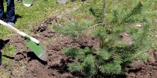 Adilcevaz da Ağaçlandırma Çalışmaları