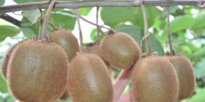 Karadeniz de Sezonun İlk Kivileri Pazara İndi