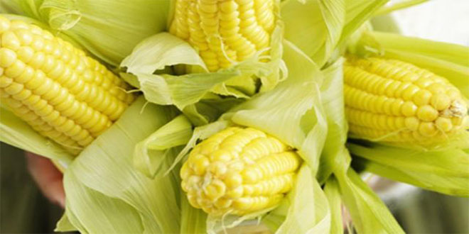 Batman da Pamuk Üreticisi Mısıra Yöneldi