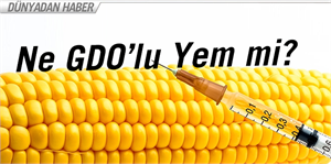 Yem sektöründe GDO kaosu başladı