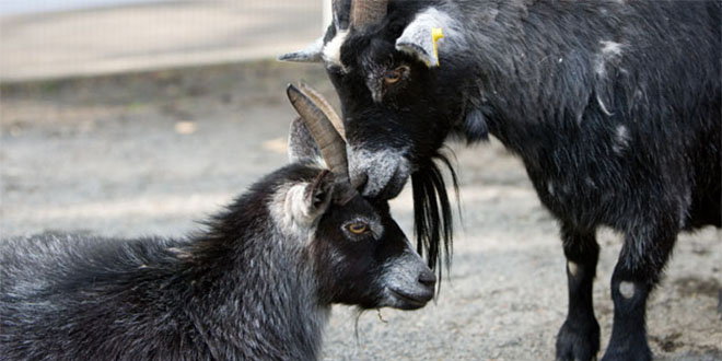 Üreticiye 95 Kıl Keçisi Dağıtıldı