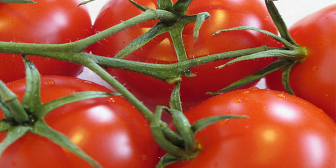 Mersin de Örtü Altı Domates 1 5 Liraya Alıcı Buluyor