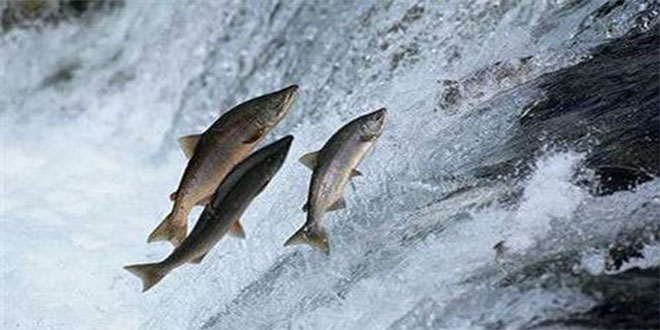 Dünyanın En Büyük Somon Üreticisi Türkiye ye Geliyor