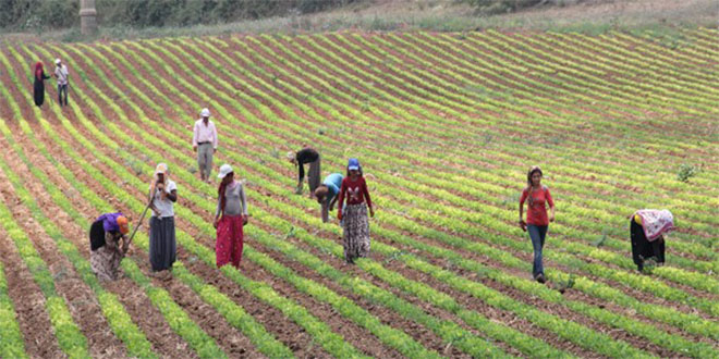 AK Parti den Tarım İşçileri İçin Meclis Araştırma Talebi