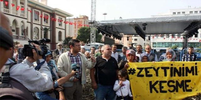 Yırca da Köylüler Dövüldü 6 Bin Zeytin Ağacı Kesildi