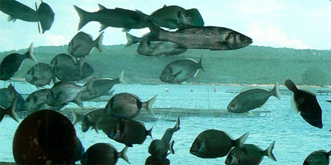 Su Ürünleri Osb nin Yol Haritası Çizildi