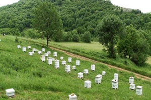 Aliağa ya Bal Ormanı Kurulacak