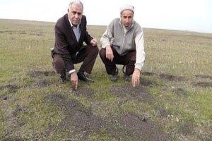 Muş ta Tarlaları Fareler Bastı