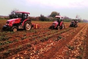 Ödemiş te Güz Patatesi Yağışlı Havaya Takıldı