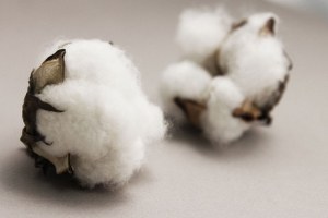 Pamuk Priminden Alınan Kesinti Kaldırılmalı