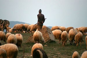Kütahya da Sertifikalı Çobanlık Dönemi