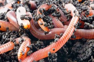 Solucanlarla Siyah Altın Üretiyorlar