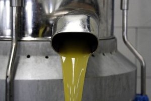 Zeytin Posası ile Karını 2 5 Kat Arttıracaklar