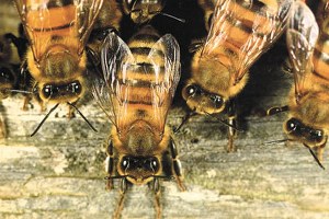 Kars ta Arılı Kovan Desteği Ödemeleri