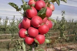 Hububat Tarlasıydı Şimdi Modern Elma Bahçesine Dönüştü