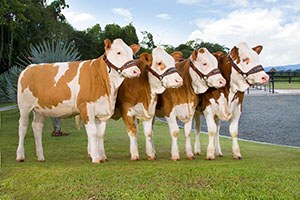 Eti Etçi Irktan Sütü Sütçü Irktan Alacağız