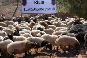 Sınırda 10 Adet Küçükbaş Yakalandı