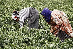 Urla da Üretici Kadın Kooperatifi Kuruldu