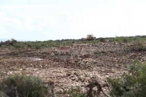 Didim Ziraat Odası ndan Hazine Arazilerdeki Talana Tepki