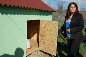 Zonguldak ta Köy Tavukçuluğunu Yayma Çalışması Başlatıldı