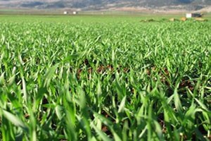 Yağışlar Araban Ovası ndaki Ekili Alanları Yeşertti