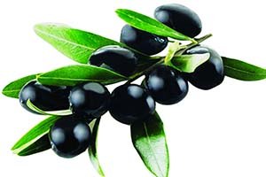 Zeytin Üreticisi Altın Yılı Yaşadı