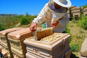 Pozantı da Arıcılara Destek