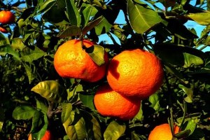 Mandalinanın Yeni Gözdesi Toros Kırmızısı