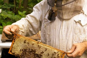 Bursa da Arıcılık ile İlgili Bilgilendirme Semineri