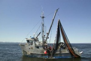 Eynesil Balıkçı Barınağı Projesi