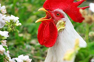 Kuş Gribi Köylüleri Horoz Sesine Hasret Bıraktı
