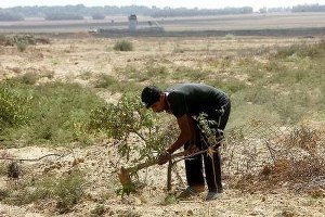 İsrail Filistinlilerin Tarım Arazilerine Ateş Açtı