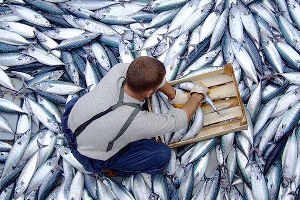 Su Ürünleri Afrika Pazarına Angola dan Girecek