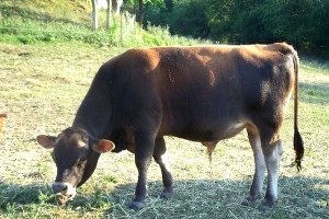 Ordu da Süt Verimi Düştü