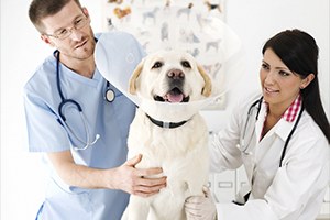 Veteriner Tıbbi Ürünler Yönetmeliği nde Değişiklik