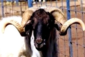 Aydın da Türüne Sahip Çıkan Çiftçiler Destekleniyor