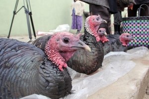 Eflani Hindileri Görücüye Çıktı