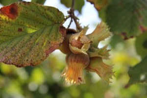 Türkiye deki Düşük Fındık Üretimi Ünlü Alman Çikolatalarını Vurdu