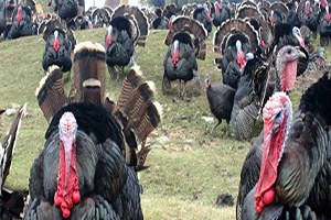 Elazığ da Hindiler Görücüye Çıktı