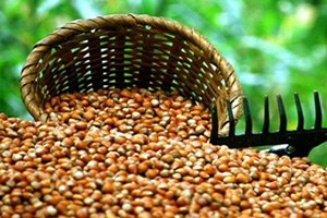 ABD ye fındık ihracatı azaldı