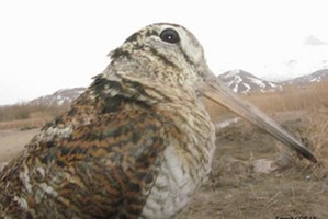 Göç Büyülüyor Ancak Kuşların Yaşadıkları Alanlar Tehlike Altında