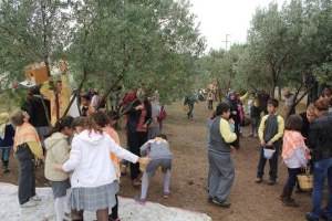 İlkokuldan Üniversiteye Öğrencilere Zeytin Dersi
