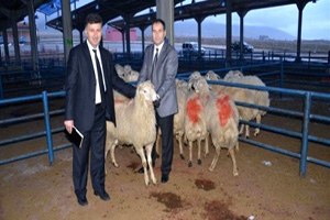 Niğde de 252 Tane Koç Dağıtıldı