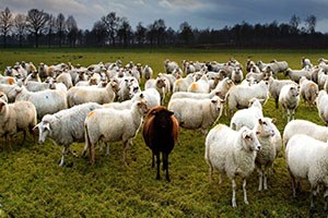 Afyon tarım ve hayvancılıkta lider vilayetler arasında