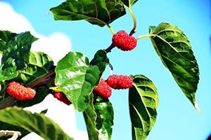 Aralıkta Meyve Veren Dut Fidanı Şaşırttı